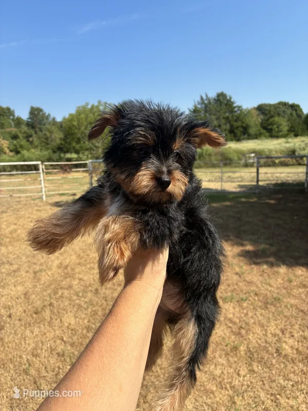 Lizzie – Yorkshire Terrier puppy for sale in Paris, TX