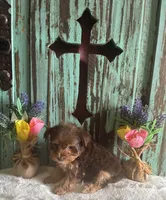 Lyla , a female Yorkshire Terrier for sale in Paris, TX – 8 of 8