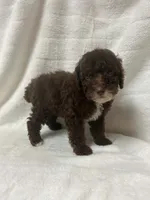 Nova, a female Poodle - Toy  for sale in Paris, TX – 8 of 9
