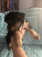 Lizzie, a female Yorkshire Terrier for sale in Paris, TX – 3 of 9
