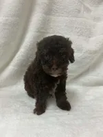 Itty Bitty, a female Poodle - Toy  for sale in Paris, TX – 3 of 6