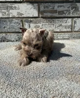 Cocoa , a female Miniature Schnauzer for sale in Paris, TX – 2 of 10