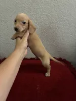 Jasper, a male Miniature Dachshund for sale in Paris, TX – 2 of 6