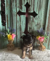 Eve, a female Yorkshire Terrier for sale in Paris, TX – 6 of 10