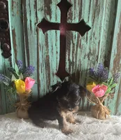 Eve, a female Yorkshire Terrier for sale in Paris, TX – 7 of 10