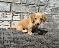 Tucker dapple, a male Miniature Dachshund for sale in Paris, TX – 8 of 10