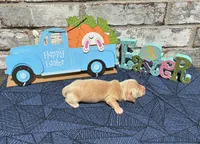 Tucker, a male Miniature Dachshund for sale in Paris, TX – Photo 8 of 10