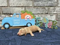 Tucker, a male Miniature Dachshund for sale in Paris, TX – Photo 3 of 10