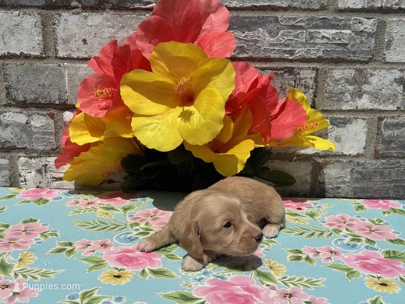 Tucker – Miniature Dachshund puppy for sale in Paris, TX