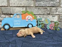 Tucker, a male Miniature Dachshund for sale in Paris, TX – Photo 2 of 10