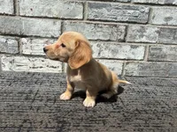 Tucker dapple, a male Miniature Dachshund for sale in Paris, TX – 9 of 10