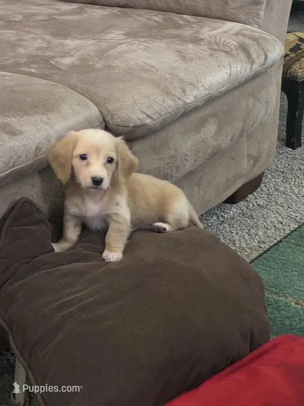 Tucker dapple – Miniature Dachshund puppy for sale in Paris, TX