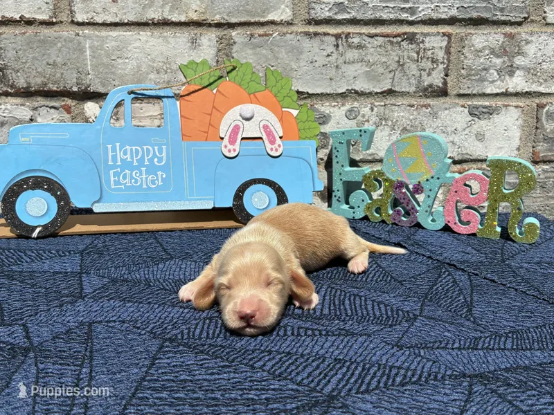 Tucker – Miniature Dachshund puppy for sale in Paris, TX