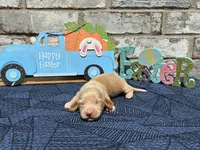 Tucker, a male Miniature Dachshund for sale in Paris, TX – Photo 1 of 10