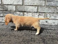 Tucker dapple, a male Miniature Dachshund for sale in Paris, TX – 10 of 10