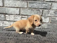 Tucker dapple, a male Miniature Dachshund for sale in Paris, TX – 7 of 10