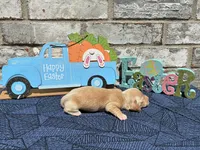 Tucker, a male Miniature Dachshund for sale in Paris, TX – Photo 9 of 10