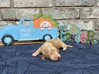 Tucker, a male Miniature Dachshund for sale in Paris, TX – Photo 4 of 10