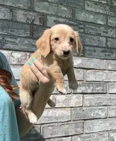 Tucker dapple, a male Miniature Dachshund for sale in Paris, TX – 2 of 10