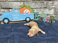 Tucker, a male Miniature Dachshund for sale in Paris, TX – Photo 5 of 10