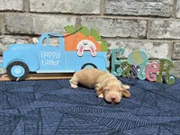 Tucker, a male Miniature Dachshund for sale in Paris, TX – Photo 6 of 10