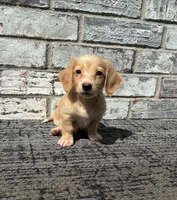 Tucker dapple, a male Miniature Dachshund for sale in Paris, TX – 6 of 10