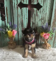 Eve, a female Yorkshire Terrier for sale in Paris, TX – 3 of 10