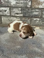 Misfit (dapple), a male Miniature Dachshund for sale in Paris, TX – 6 of 10
