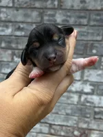 Lady, a female Miniature Dachshund for sale in Paris, TX – 8 of 8