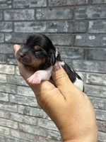 Lady, a female Miniature Dachshund for sale in Paris, TX – 1 of 8