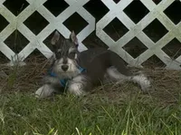 Zeke, a male Miniature Schnauzer for sale in Paris, TX – 8 of 10