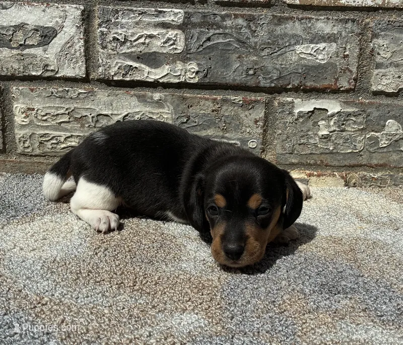 Lady – Miniature Dachshund puppy for sale in Paris, TX