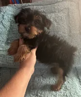 Lizzie, a female Yorkshire Terrier for sale in Paris, TX – 7 of 9
