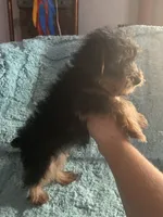 Lizzie, a female Yorkshire Terrier for sale in Paris, TX – 4 of 9