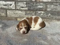 Misfit (dapple), a male Miniature Dachshund for sale in Paris, TX – 7 of 10