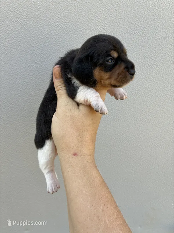Lady – Miniature Dachshund puppy for sale in Paris, TX