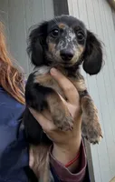 Poppy, a female Miniature Dachshund for sale in Paris, TX – 2 of 10