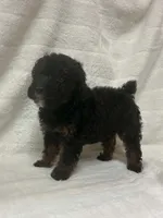 Lady, a female Poodle - Toy  for sale in Paris, TX – 7 of 8