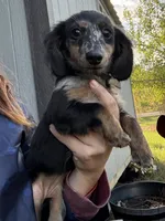 Poppy, a female Miniature Dachshund for sale in Paris, TX – 4 of 10