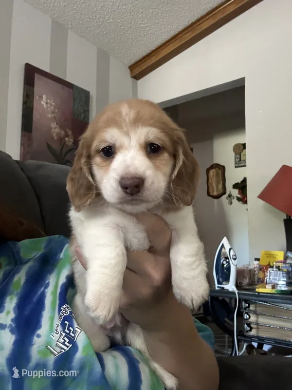 Misfit (dapple) – Miniature Dachshund puppy for sale in Paris, TX
