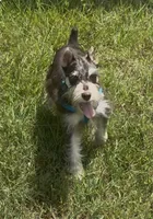 Zeke, a male Miniature Schnauzer for sale in Paris, TX – 6 of 10