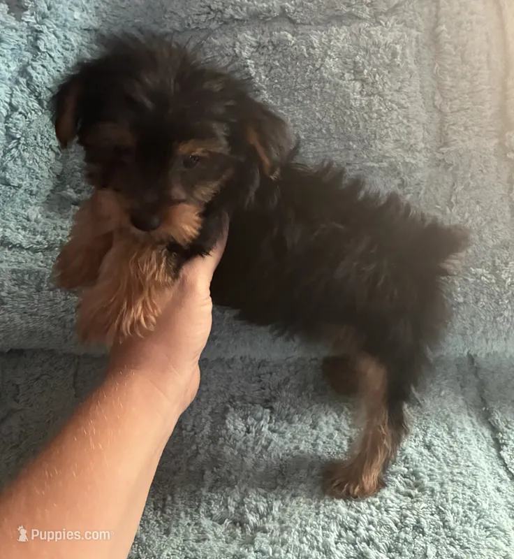 Lizzie – Yorkshire Terrier puppy for sale in Paris, TX