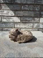 Cocoa , a female Miniature Schnauzer for sale in Paris, TX – 10 of 10