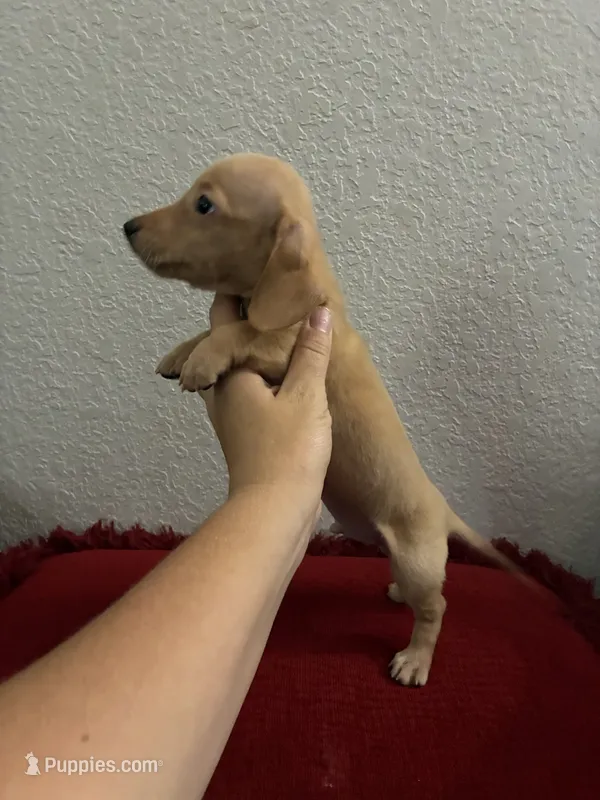 Jasper – Miniature Dachshund puppy for sale in Paris, TX