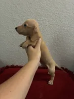 Jasper, a male Miniature Dachshund for sale in Paris, TX – 1 of 6
