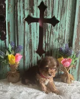 Lyla , a female Yorkshire Terrier for sale in Paris, TX – 6 of 8