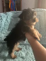 Lizzie, a female Yorkshire Terrier for sale in Paris, TX – 5 of 9