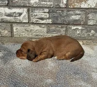 Rose (dapple), a female Miniature Dachshund for sale in Paris, TX – 6 of 10