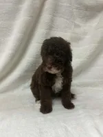 Nova, a female Poodle - Toy  for sale in Paris, TX – 5 of 9