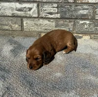 Rose (dapple), a female Miniature Dachshund for sale in Paris, TX – 7 of 10